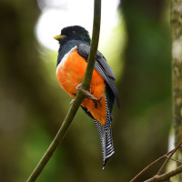 Collared Trogon